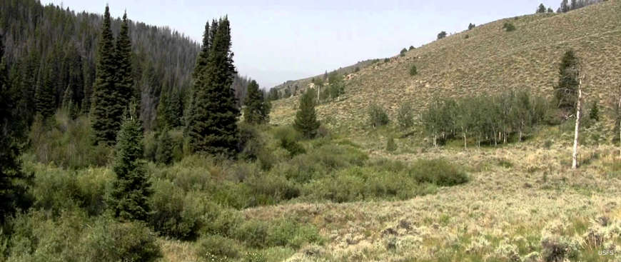 Looking across a grassy meadow with pine trees on one side and a streambed down the middle
